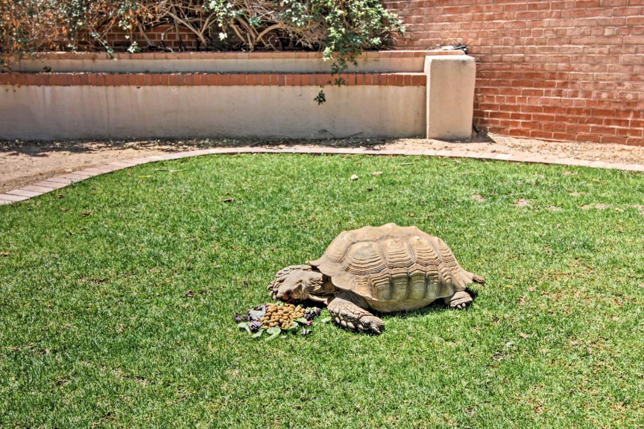 Pet-Friendly Tucson Casita Shared Hot Tub And Porch 빌라 외부 사진